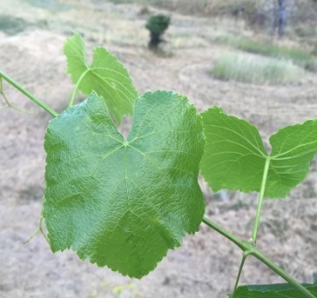 Grape Leaf on the Vine